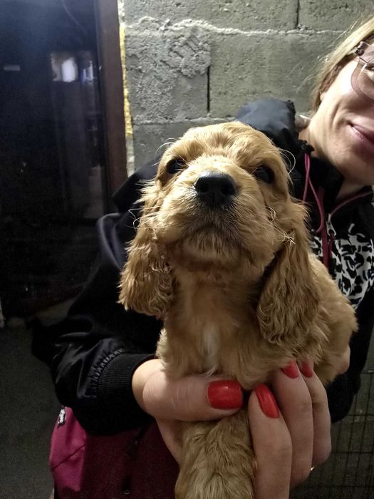 Продавам мъжки Кокер Шпаньол