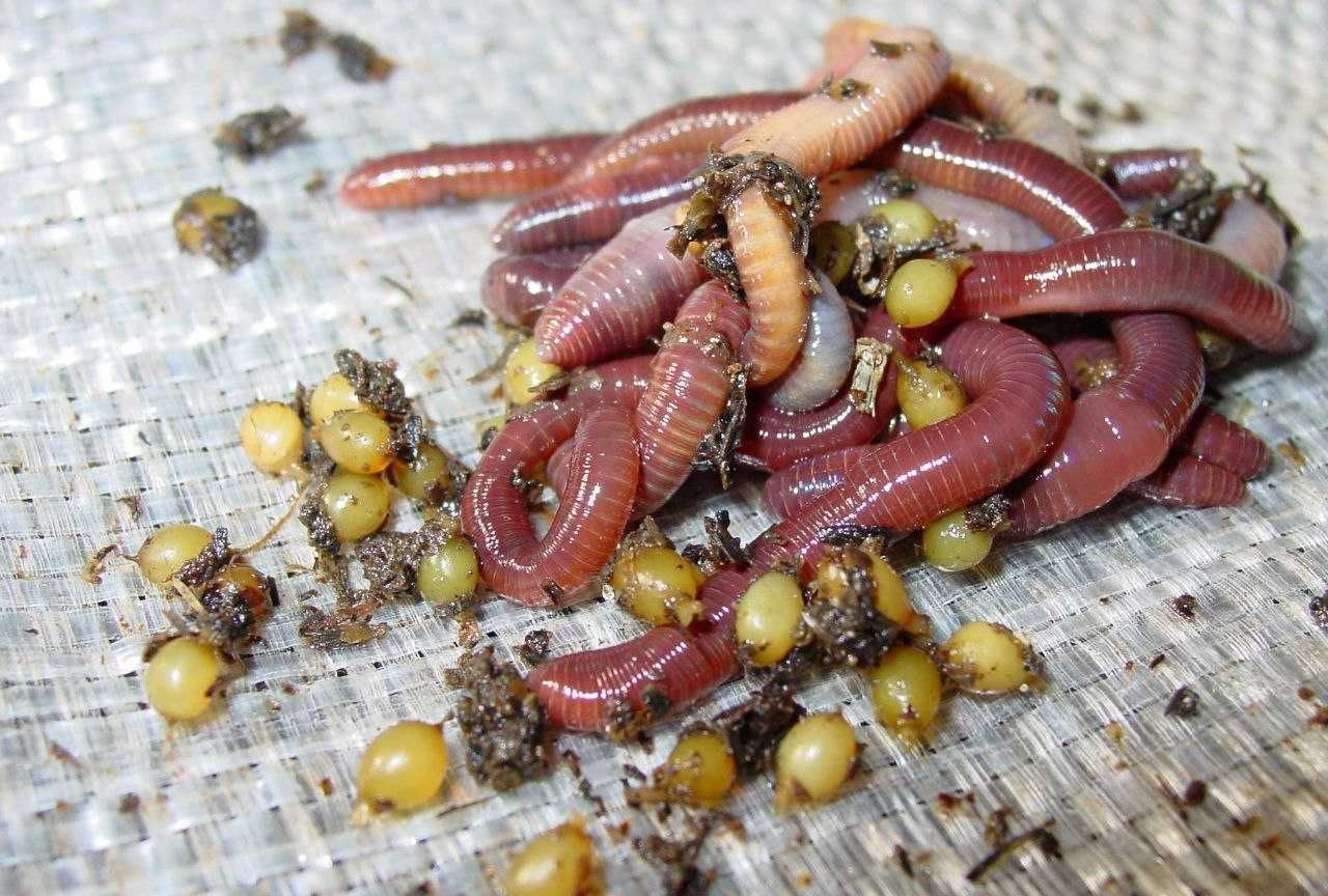 Kaliforniya chuvalchangi bor черви биогумус biogumus