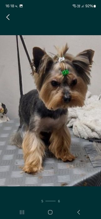 Йоркширски териер