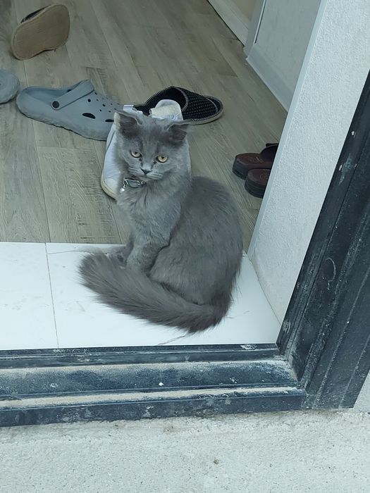 Продаётся кошка породы Скоттиш Страйт