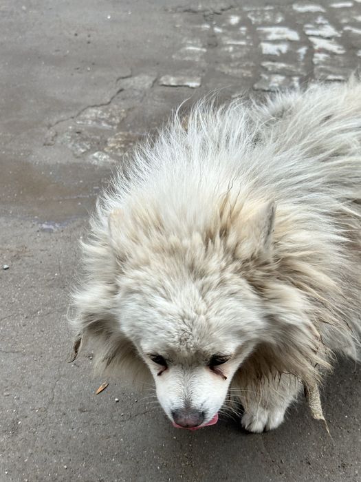 Подарявам Померан Мъжко на 2г