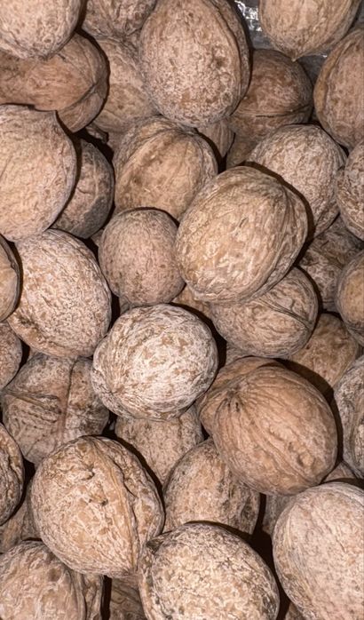 Грецкие орехи свежие