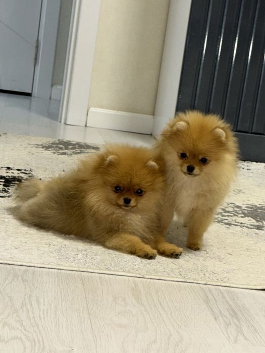 Померанский шпиц (крохотные девочки)
