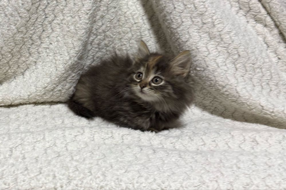 Котенок, девочка