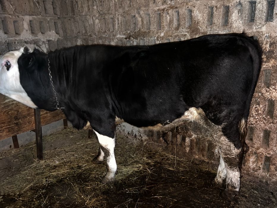 Vaca de vanzare si viteii