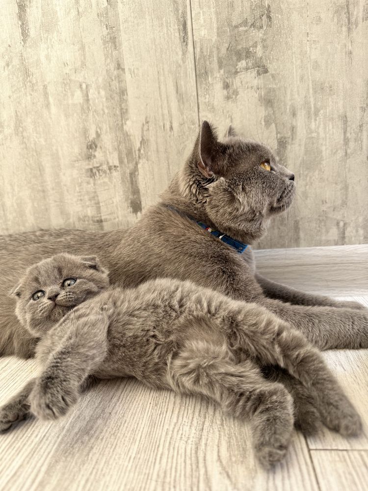 Вязка Скотиш Страйт