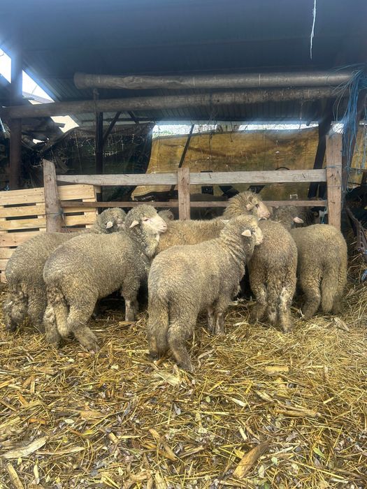 vând berbecuti merinosi