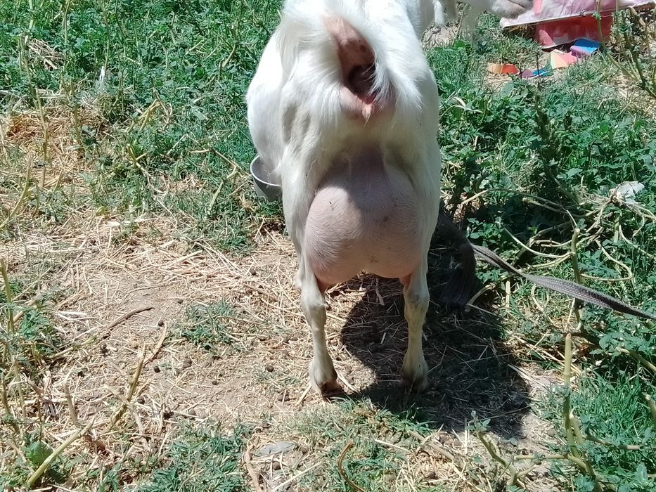 Сутли ëш эчки, ечки