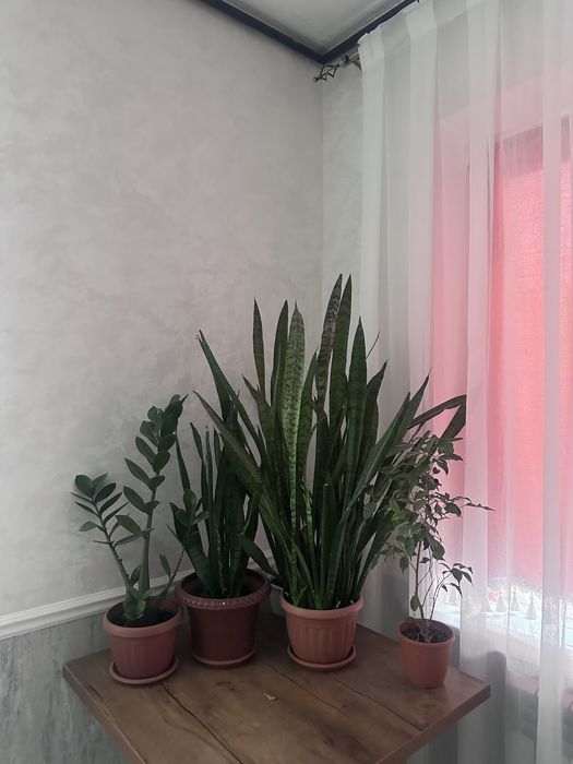 Гүлдер сатылады.