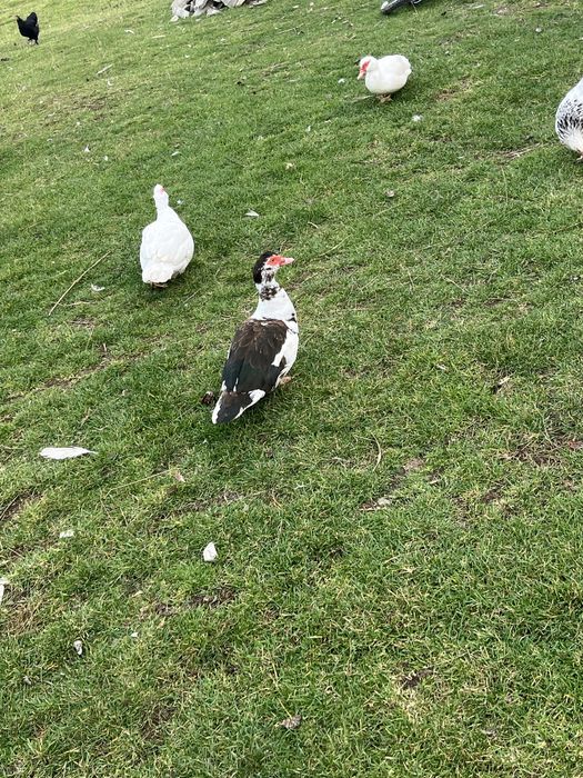 Rațe mute de vânzare