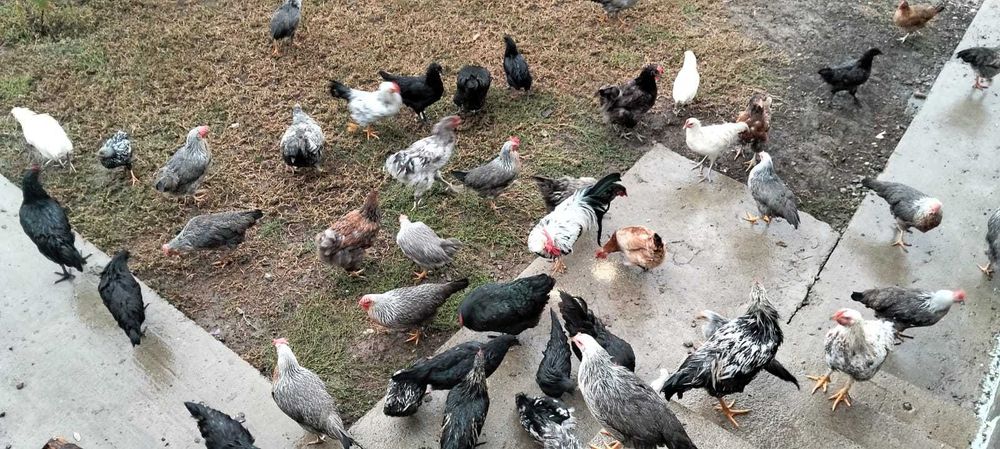 Vand gaini si cocosi de rasa