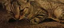 Pisica lovita ! Urgent  , medic  adoptie.