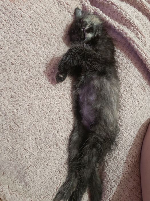 Отдам котенка в добрые руки