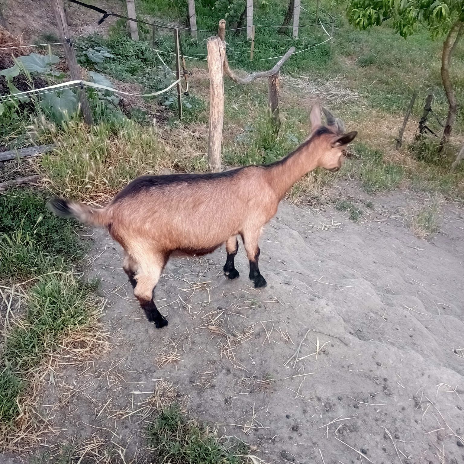 Vand capre de rasă