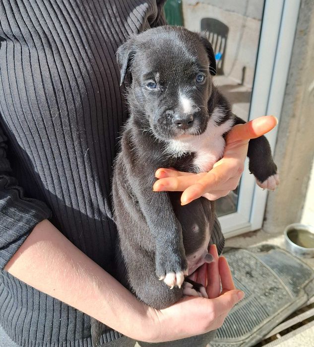 Pui caine metis amstaff cu ciobanesc