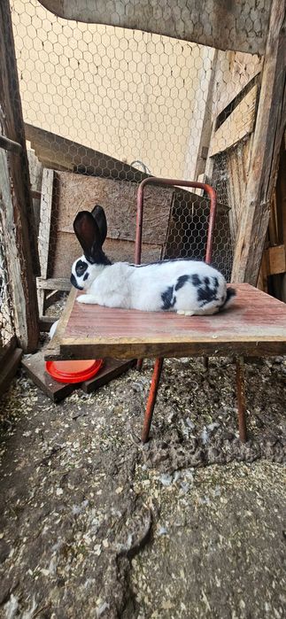 Diaponibili 2 masculi fluture german