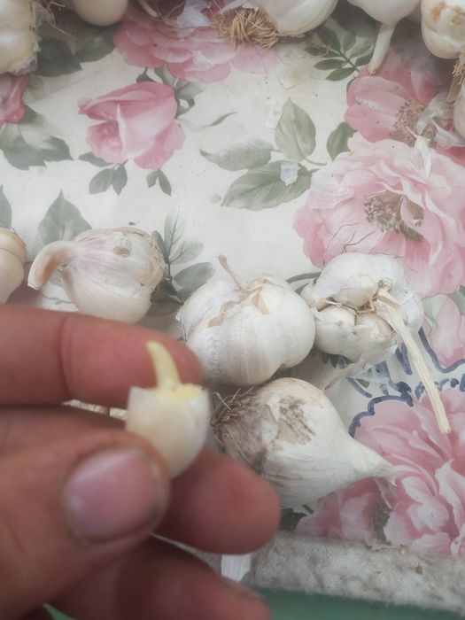 Usturoi de pus în pământ și de consum