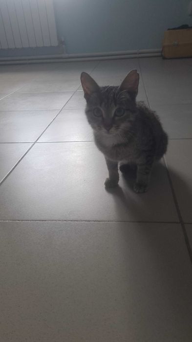 Котёночек в добрые руки