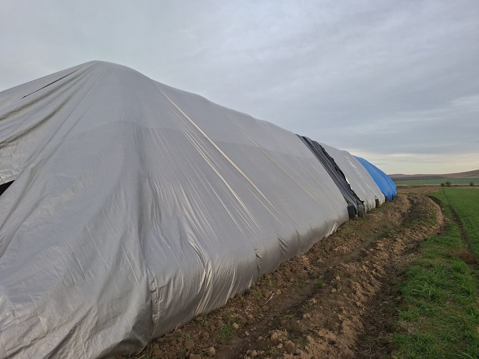 Baloti rotunzi din paie grau 125/120,    45 lei/balot