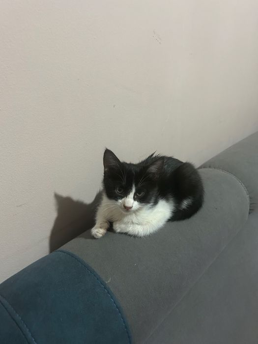Милые котята ищут дом
