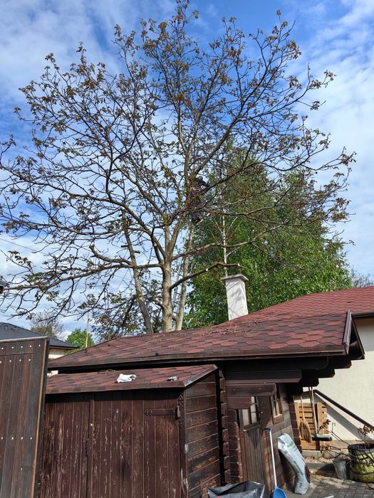 Реже ,кастри опасни дървета !!!