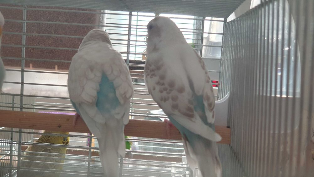 Pereche perusi (specia: pied recesiv/spangle) gata sa faca oua