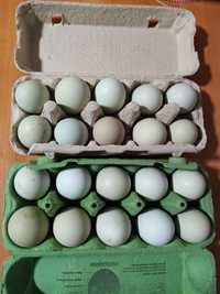 Vând oua verzi pentru consum