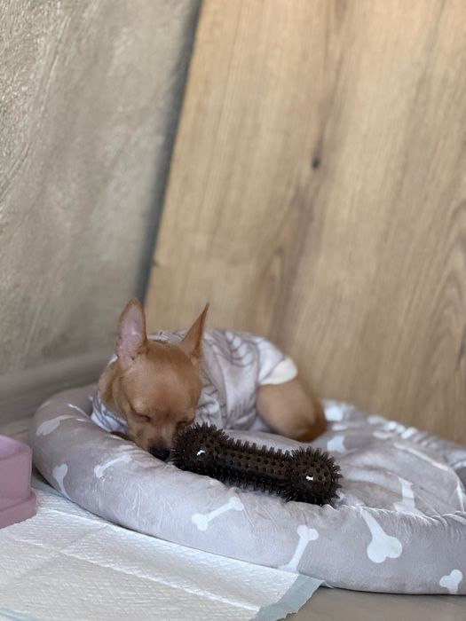 Продавам жеснко чухуахуа