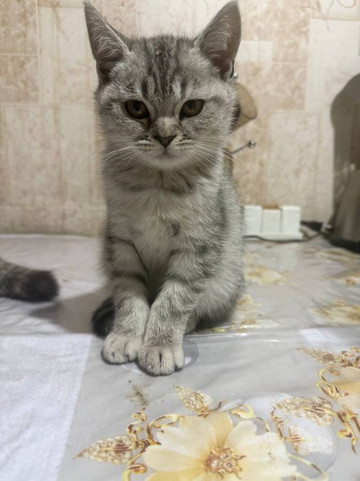 Продается котята