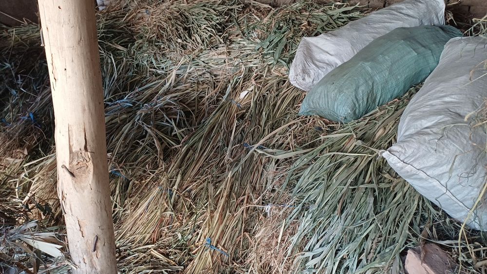 Жухори Хашаги сотилади. Узимиз экан хосилдан олинган жухори хашаги.