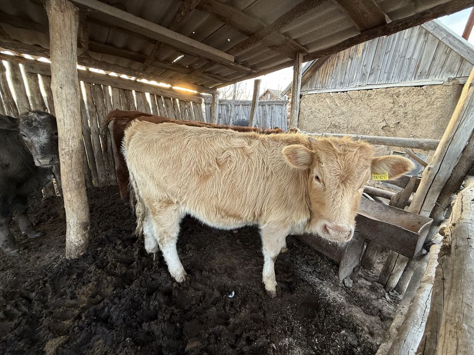 Продам 4 телки. с.Аулиеколь