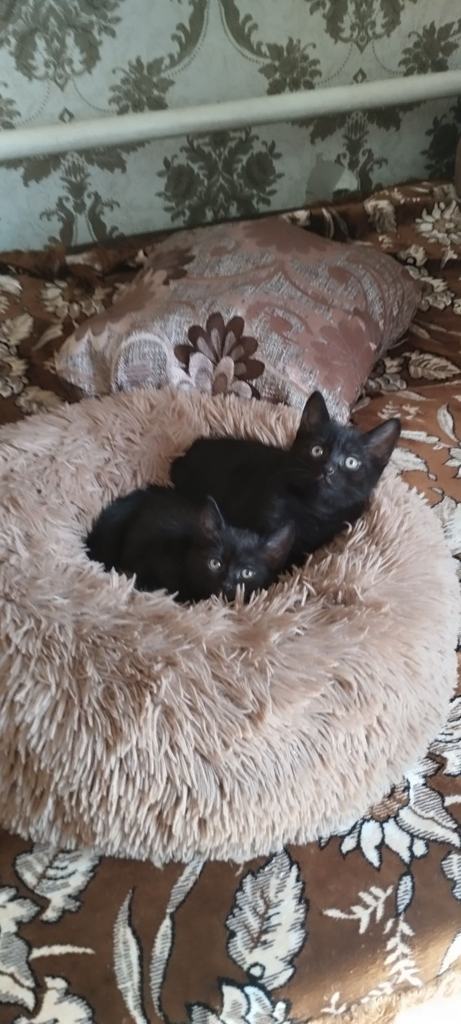 Отдам котят в добрые руки есть доставка