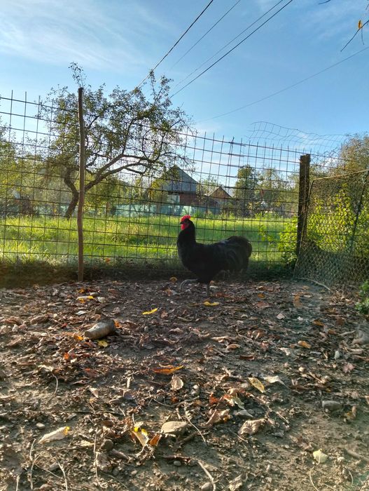 Cocoși tineri,  rasa Australop!