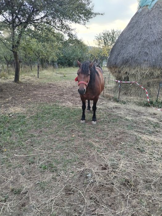 Vând iapa murga de 5 ani