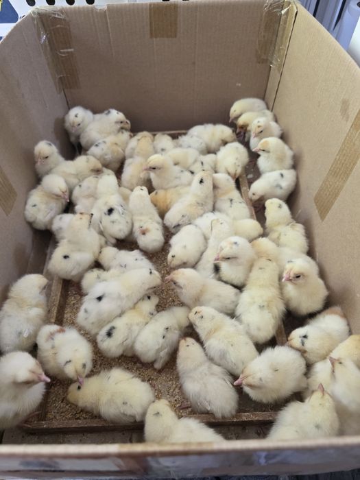 Хаммаси 100 % товук чикади. Цыплята Курочки несушки.  Jojalar