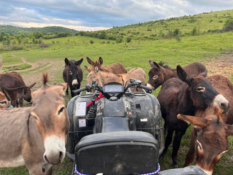 Oportunitate rară! Turmă de 170 măgari disponibili imediat!