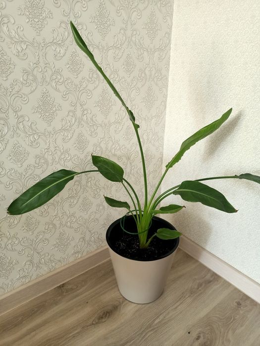 Продам комнатное растение