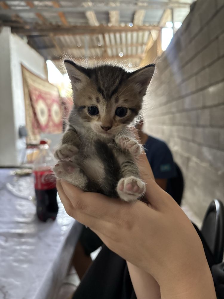 Кошка новорожденная