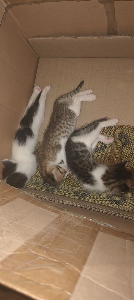 Котята и кошки в добрые руки