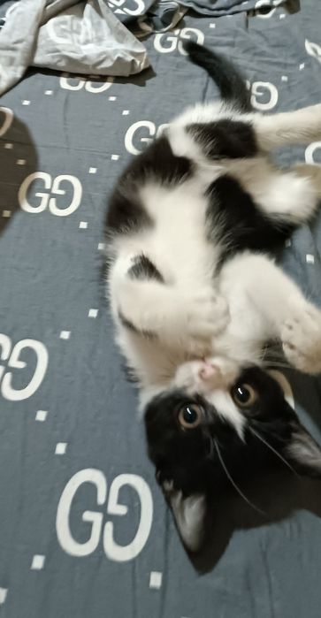 Котенок 2 месяца