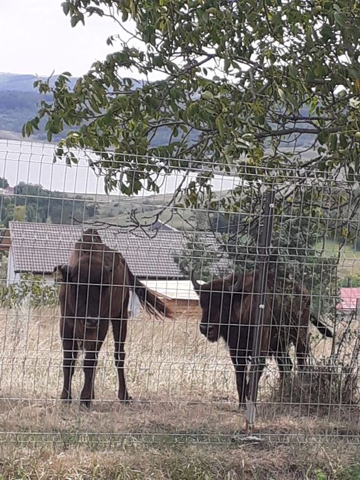 Zimbri de vanzare, bizon european