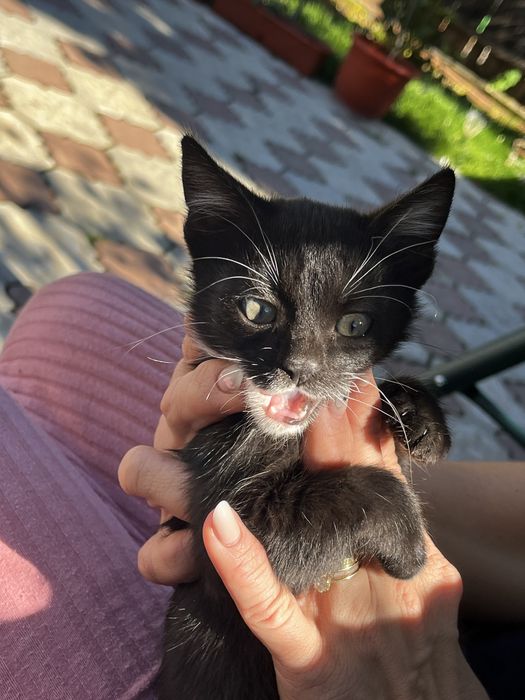 donez pui de pisica motan