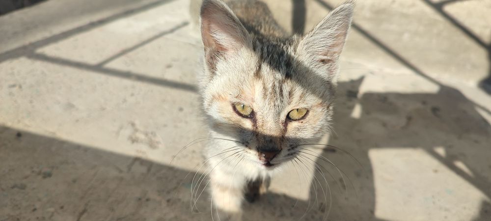 Отдам котёнка-девочку в добрые руки