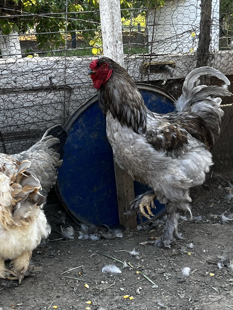 Cocosi Brahma   .