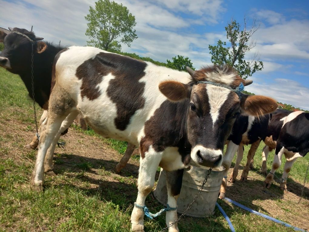 Vând urgent vițea