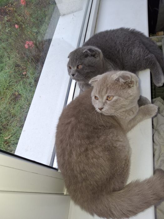 British Shorthair Blue