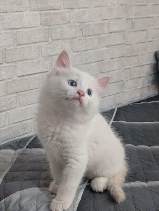 Отдам котенка в заботливые ручки