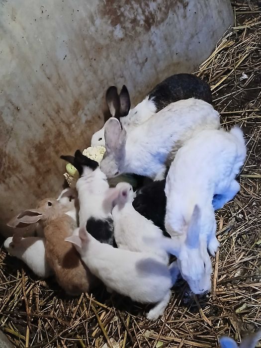 Vand iepurasi de casa