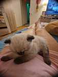 British shorthair   baby