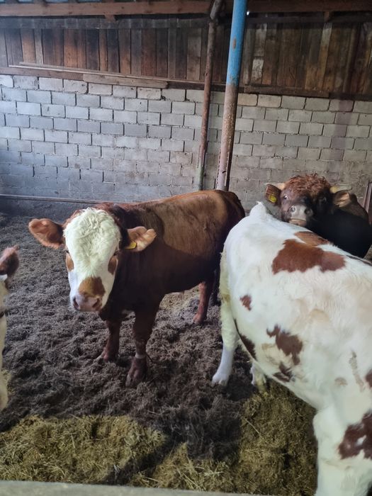 продам бычков 9 голов